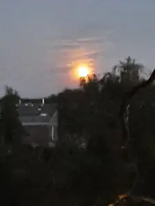 Jacquelien 06 Buckmaan